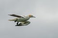 Northern gannet flying over the air currents in Mykines Royalty Free Stock Photo