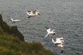 Northern gannet flying over the air currents in Mykines Royalty Free Stock Photo