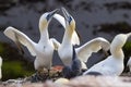 Northern Gannet at greeting ritual - Morus bassanus