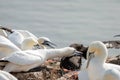 Northern gannet, head portrait of a group of fighting sea bird with opened beak, Helgoland island, Germany