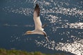 Northern Gannet on Helgoland, Germany Royalty Free Stock Photo