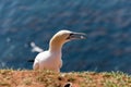 Northern gannet Royalty Free Stock Photo