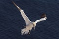 Northern Gannet landing with nesting material 3 Royalty Free Stock Photo