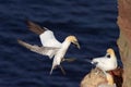 Northern Gannet landing with nesting material Royalty Free Stock Photo