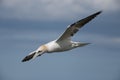 Northern Gannet (Morus bassanus) Royalty Free Stock Photo