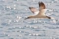 Northern Gannet (Morus bassanus)