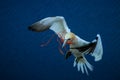 Northern Gannet Morus bassanus brings nesting material to the nest Royalty Free Stock Photo