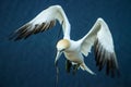 Northern Gannet Morus bassanus brings nesting material to the nest Royalty Free Stock Photo