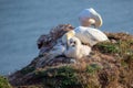 Northern gannet Morus bassanus family with a young nesting, the seabirds live on the rocks of Heligoland, the German north sea