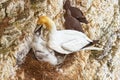 Northern Gannet - Morus bassanus feeding its chick.