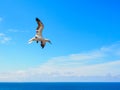 A Northern Gannet Morus Bassanus in flight Royalty Free Stock Photo