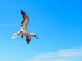 A Northern Gannet Morus Bassanus in flight Royalty Free Stock Photo