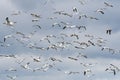 Northern gannet Morus bassanus in flight against ocean backgro Royalty Free Stock Photo