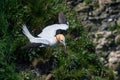 Northern gannet, morus bassanus, in flight with grass nesting material in beak Royalty Free Stock Photo