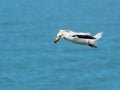 Northern gannet, morus bassanus, soaring in flight with grass nesting material in beak Royalty Free Stock Photo