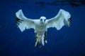 Northern Gannet Morus bassanus in flight landing to the nest Royalty Free Stock Photo