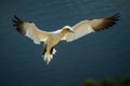 Northern Gannet Morus bassanus in flight landing to the nest Royalty Free Stock Photo