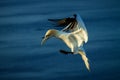 Northern Gannet Morus bassanus in flight landing to the nest Royalty Free Stock Photo