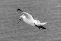 Northern gannet, morus bassanus, in flight Royalty Free Stock Photo