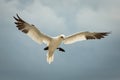 Northern Gannet (Morus bassanus) in Flight Royalty Free Stock Photo