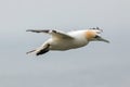 Northern gannet (Morus bassanus) in flight Royalty Free Stock Photo