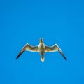 Northern gannet, Morus bassanus, in flight Royalty Free Stock Photo