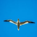 Northern gannet, Morus bassanus, in flight Royalty Free Stock Photo