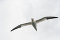 Northern gannet Morus bassanus in flight.Wild life animal in Scotland Royalty Free Stock Photo