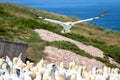 Northern Gannet in flight, wings wide opened. Bonaventure Island, off the coast at Perce, Gaspe Peninsula, Quebec Royalty Free Stock Photo