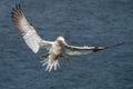 Northern Gannet - Morus bassanus in flight, Yorkshire