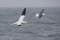 A Northern gannet Morus bassanus flying next to a seagull hunting for fish far out in the North Sea. Royalty Free Stock Photo