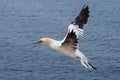 Northern gannet (Morus bassanus)