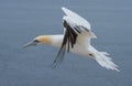 Northern gannet (Morus bassanus)