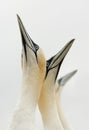 Northern Gannet (Morus bassanus) Looking Skyward Royalty Free Stock Photo