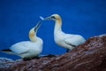 Northern Gannet Morus bassanus, mating gannets on cliffs, bird couple playing with feather