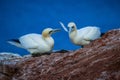 Northern Gannet Morus bassanus, mating gannets on cliffs, bird couple playing with feather