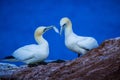 Northern Gannet Morus bassanus, mating gannets on cliffs, bird couple playing with feather