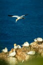 Northern Gannet Morus bassanus, mating gannets on cliffs, bird couple playing with featherbird landing in the colony Royalty Free Stock Photo