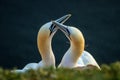 Northern Gannet Morus bassanus, mating gannets on cliffs, lovely bird couple Royalty Free Stock Photo