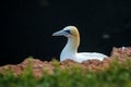 Northern Gannet Morus bassanus, mating gannets on cliffs, bird couple playing with feather