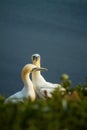 Northern Gannet Morus bassanus, mating gannets on cliffs, lovely bird couple Royalty Free Stock Photo