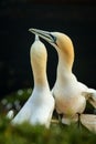 Northern Gannet Morus bassanus, mating gannets on cliffs, lovely bird couple Royalty Free Stock Photo