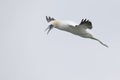 A Northern gannet Morus bassanus ready to dive for fish far out in the North Sea.