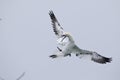 A Northern gannet Morus bassanus ready to dive for fish far out in the North Sea.