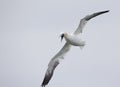 A Northern gannet Morus bassanus ready to dive for fish far out in the North Sea.