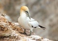 Northern Gannet - Morus bassanus at rest.