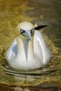 Northern Gannet (Morus bassanus) Royalty Free Stock Photo