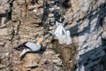 Northern gannet, morus bassanus, squabbling too close to neighbouring birds Royalty Free Stock Photo