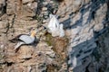 Northern gannet, morus bassanus, squabbling too close to neighbouring birds Royalty Free Stock Photo