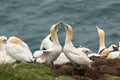 Northern gannet (Morus bassanus) Royalty Free Stock Photo